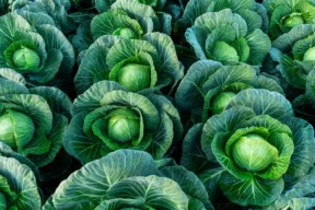 Vitamín U - zložky