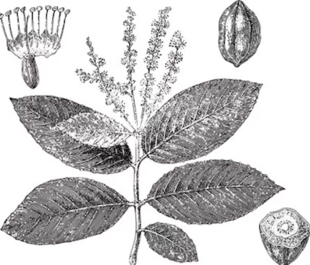 Vrcholiak myrobalanový -Terminalia chebula