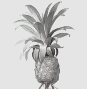 Ananás je obľúbené južné ovocie, ktoré pôvodne pochádza z dnešného územia Paraguaja.