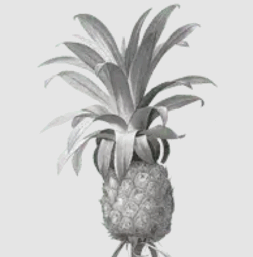 Ananás je obľúbené južné ovocie, ktoré pôvodne pochádza z dnešného územia Paraguaja.