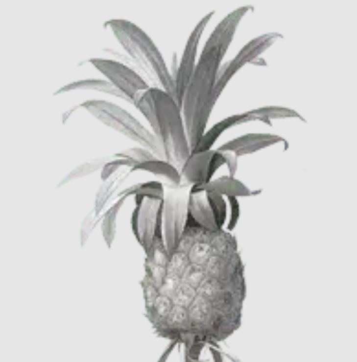 Ananás je obľúbené južné ovocie, ktoré pôvodne pochádza z dnešného územia Paraguaja.